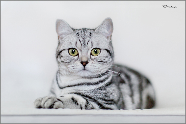 Katzenportrait von Jiji
