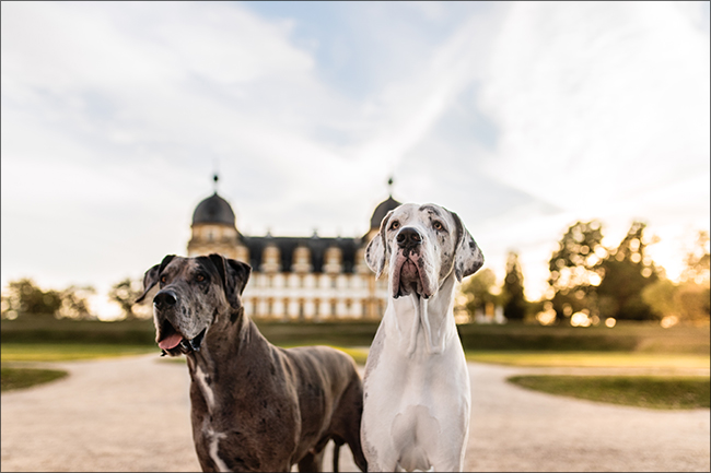 Die zwei Doggen Qube und Kasu vor dem Schloss Seehof in Memmelsdorf