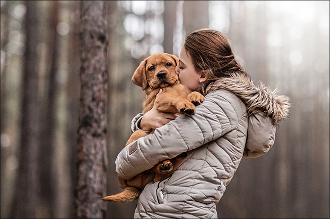 Labrador Welpe Sam beim Kuscheln im Wald mit Kind