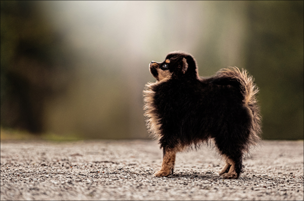 12 Wochen alte Pomeranian Hündin 'Bailey' - Welpenbilder im Park in Bamberg
