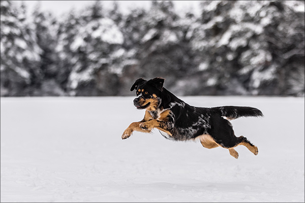 1,5 Jahre alte Rottweiler - Old English Bulldoggen Mix Hündin Zola im Schnee in der Fränkischen Schweiz