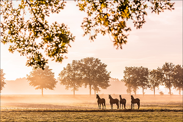 Pferdeherde im Sonnenaufgang und Nebel bei meiner NRW-Fototour in Ledgen im Münsterland