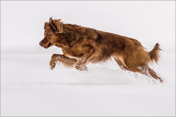 Hundeshooting mit Bewegungsaufnahmen im Sprung vom Wäller Rüden Louis im Schnee