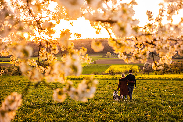 Hundeshooting mit Australian Shepherd Hündin Fee in den Kirschblüten am Walberla in der Fränkischen Schweiz zum Sonnenutergang